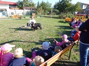 Sorbon - pes fotbalista